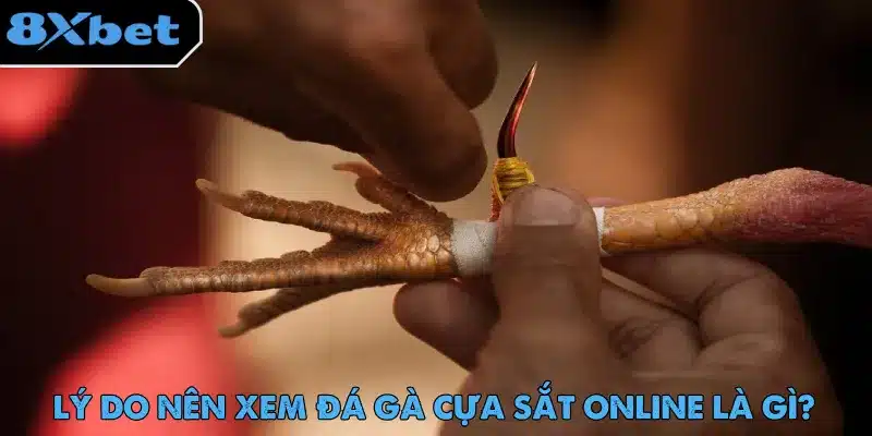 Bàn tay đang buộc cựa sắt vào chân gà chiến trước trận