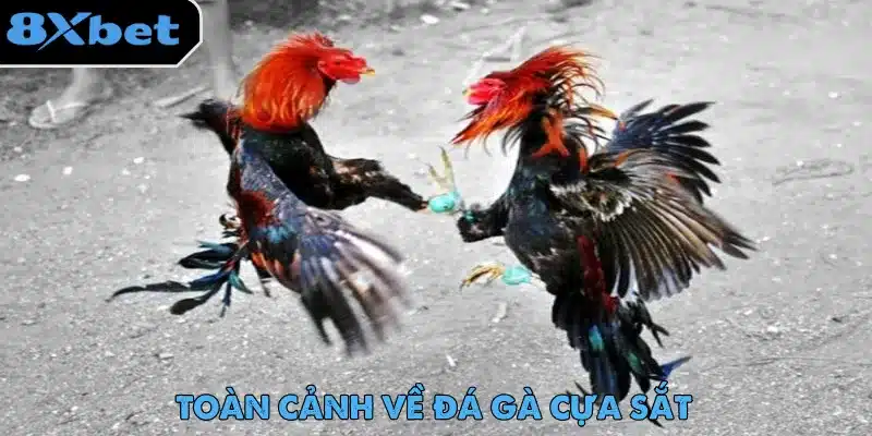 Hai chiến kê lông đỏ đen tung cánh giao đấu trên nền đất