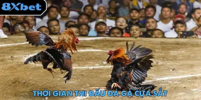 Hai chiến kê giao đấu trong sới đất trước hàng khán giả đông đúc